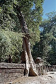 Ta Prohm temple - silk-cotton trees rising over the ruins 